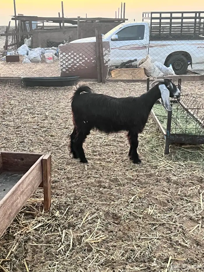 جفرات عوارض كايفه 0