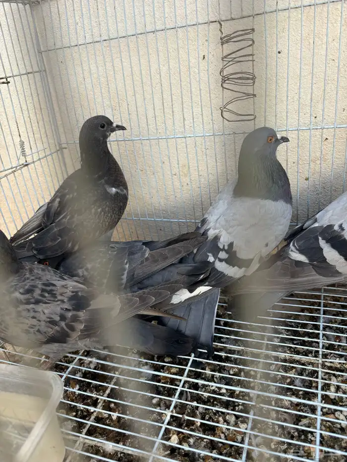 حمام سوادني علف للصقور نشيط 0