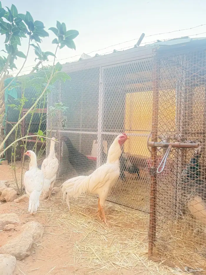 طقم دجاج باكستاني 2