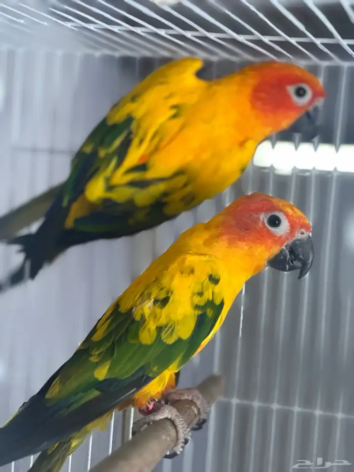 زوج صن كنيور 0