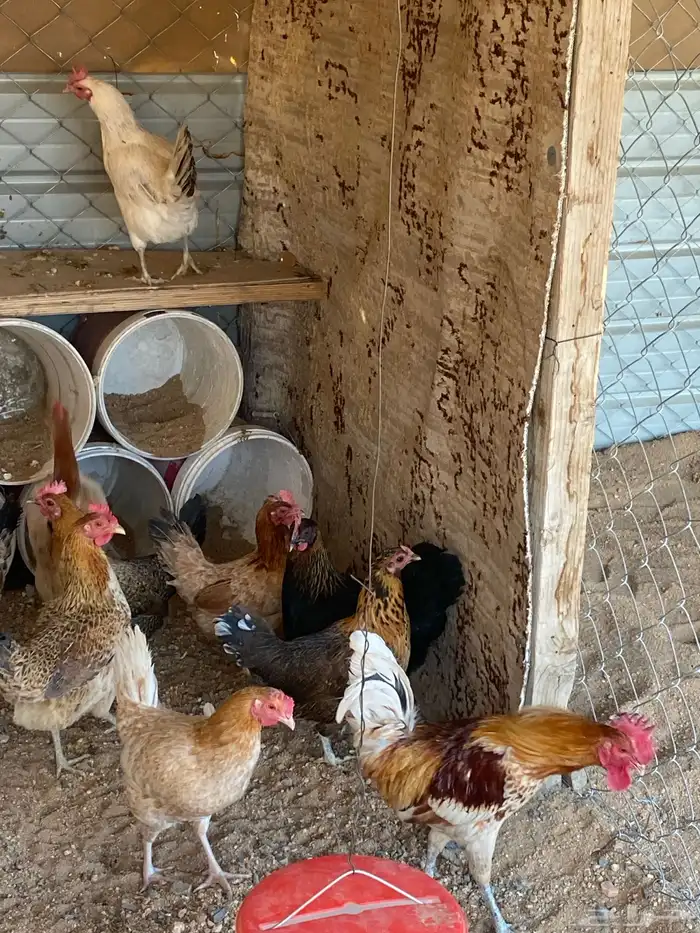 دجاج بلدي للبيع 1