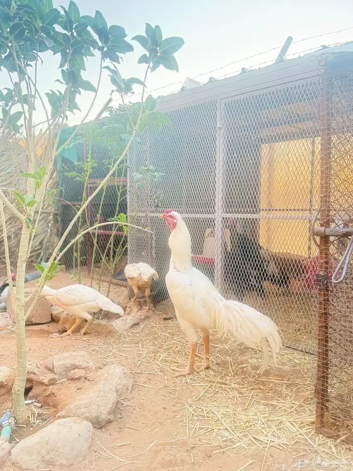 طقم دجاج باكستاني 0