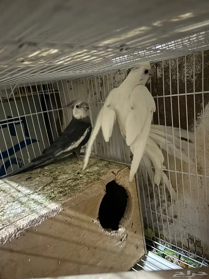 سلام عليكم جوز كروان 1