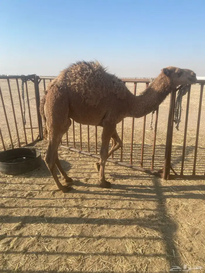 حشو قعدان 3 الخفجي 1