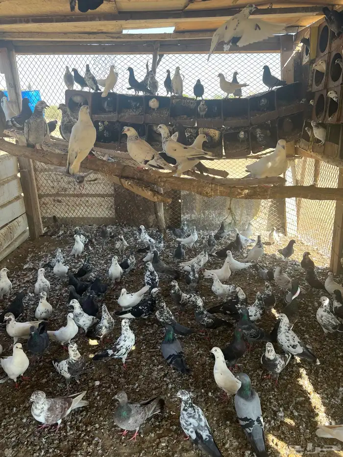 حمام بلدي مشكل 2