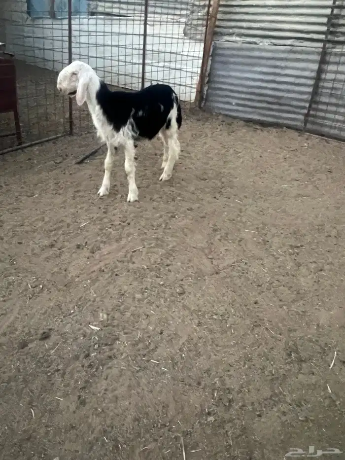 طلي نجديه ذبيحه 1