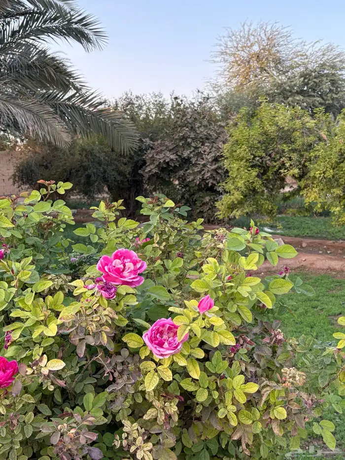 مخيم في مزرعة مع مجالس فخمة ومطبخ وجلسات خارجية 8