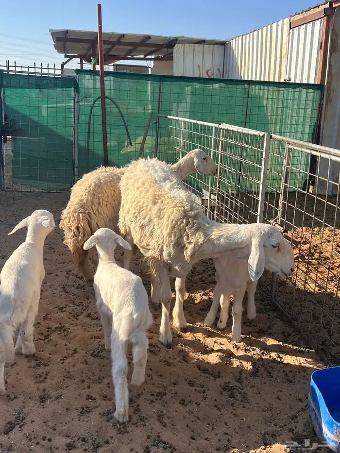 حريات حرش رباعيات مواليد 0