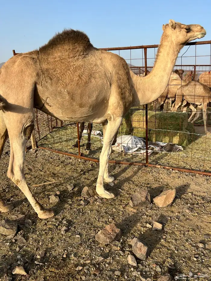 لقحات حمر يولدن من 5800 تم البيع 4