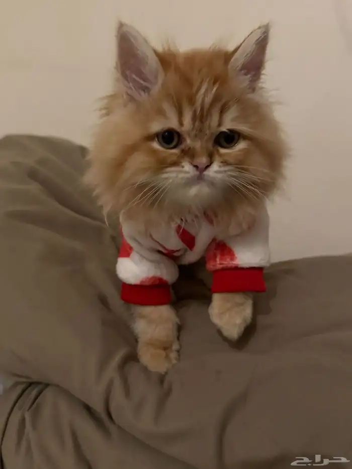 قطه بيكي فيس للبيع عمر 4 5 شهور 3