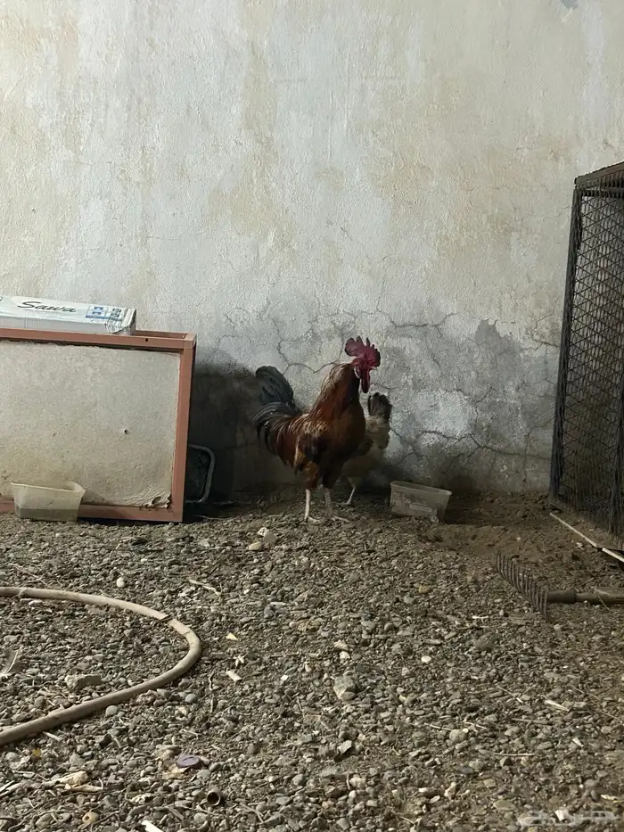 ديك بلدي أصيل 3