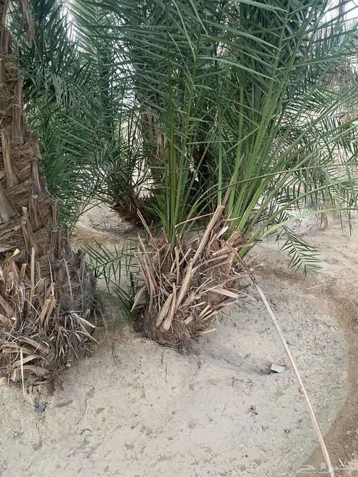 للبيع نخل صفري بيشه 0