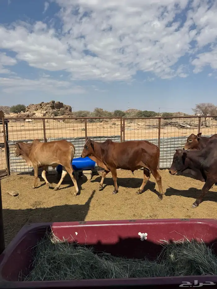 حسلان بلدي للبيع 0