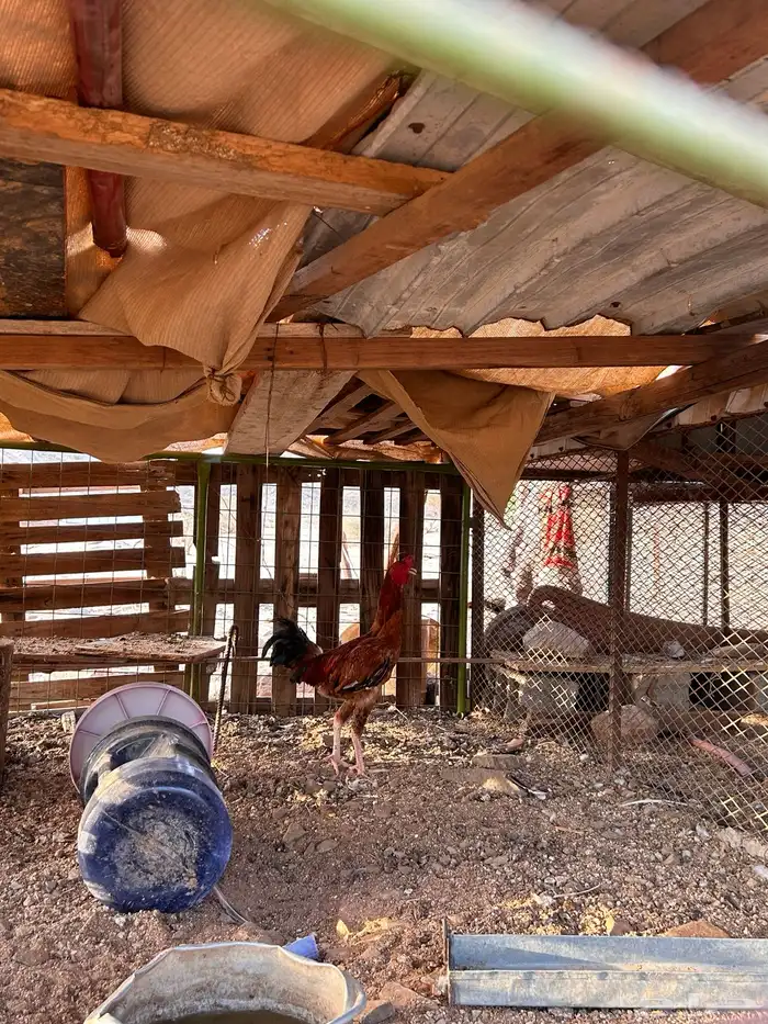 ديك باكستاني 1