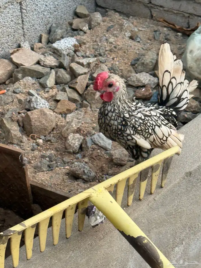 للبيع ديك سبرايت شبابي جناح طايح وعرف فروله وحجم الكف 3