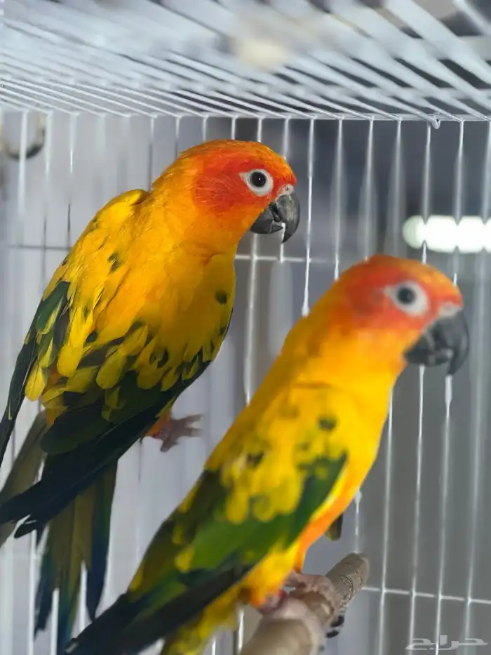 زوج صن كنيور 1