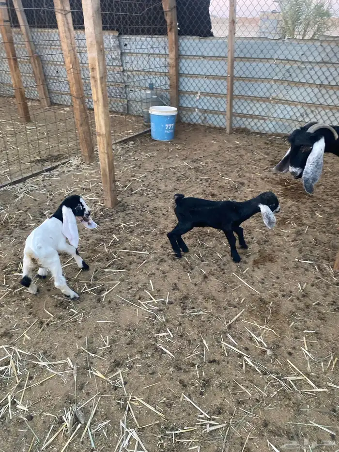 عنز عارضيه متاوم 1