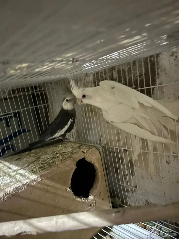 سلام عليكم جوز كروان 0