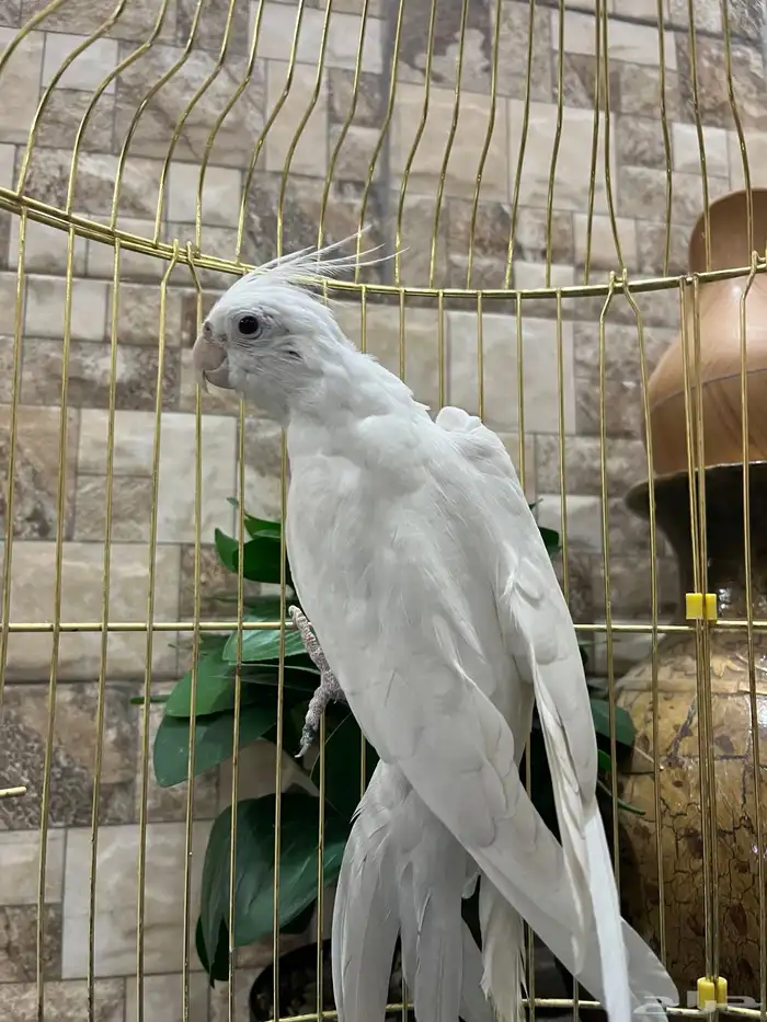 ببغاء دره وكروان 2