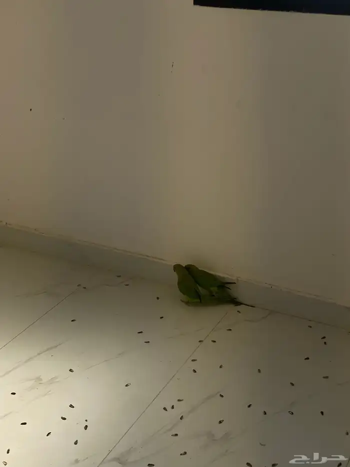 بغبغاء دره هندي البيع اثنين العمر4شهور يمكن على اسوم اثنين 4