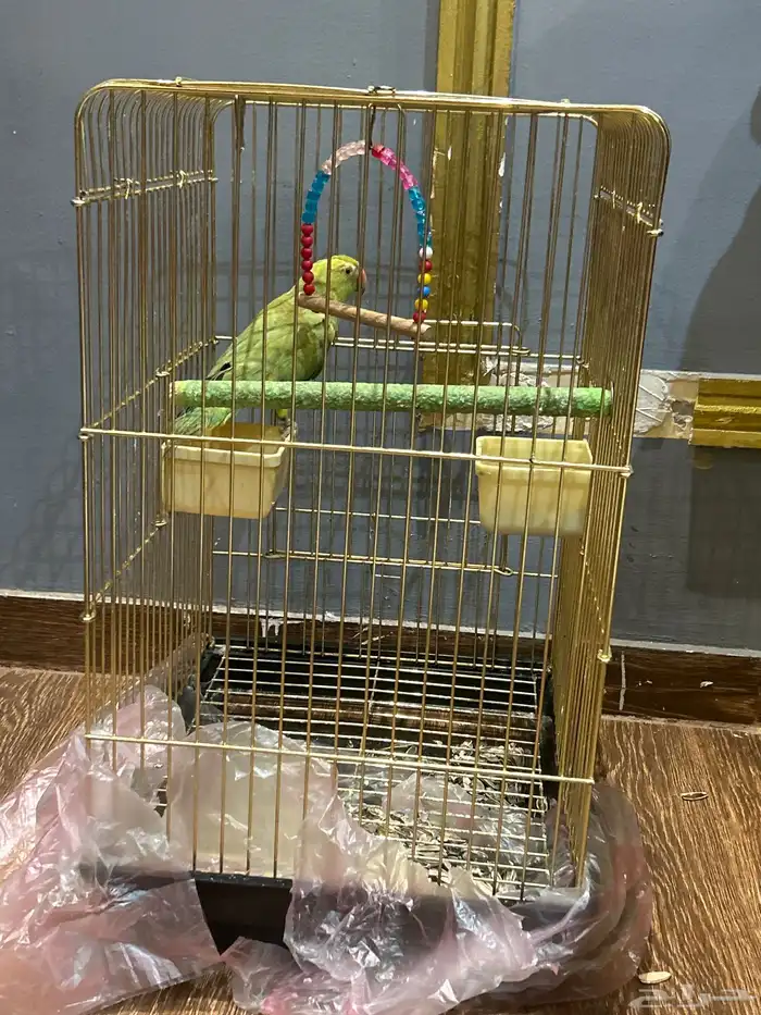 ببغاء درة انثى مع القفص 2