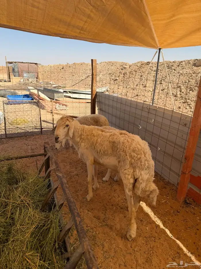 للبيع خروف تام فحل مشروط الصحة شرط تم البيع تم البيع 1