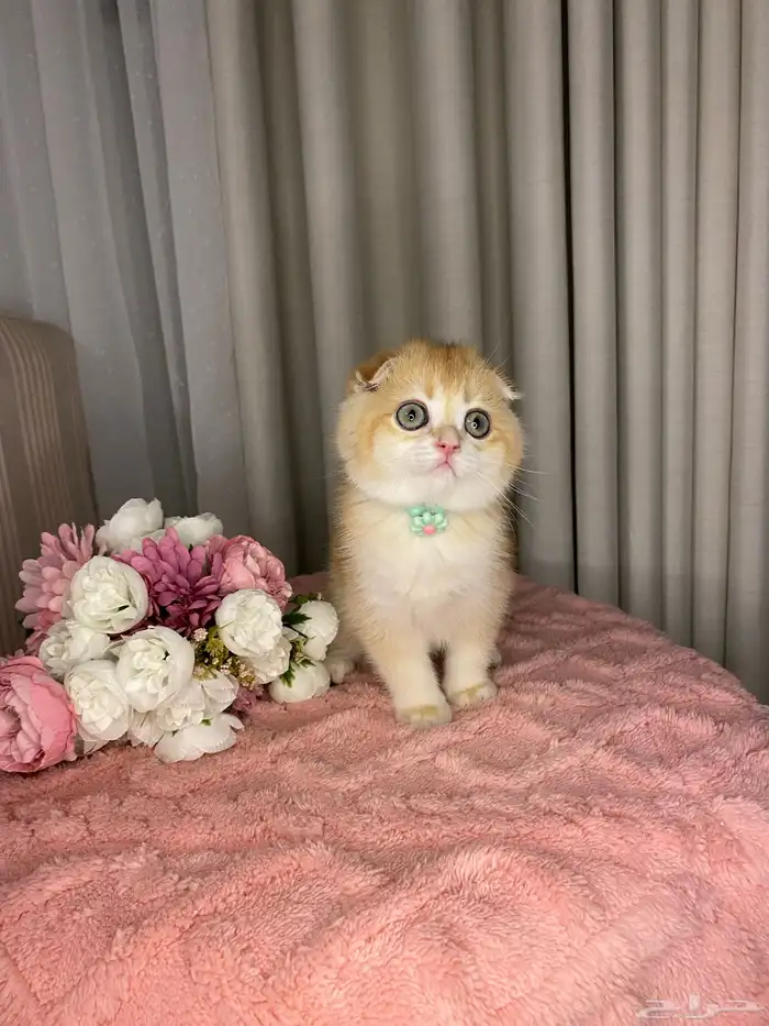 قطط سكوتش تربل فولد للبيع 1