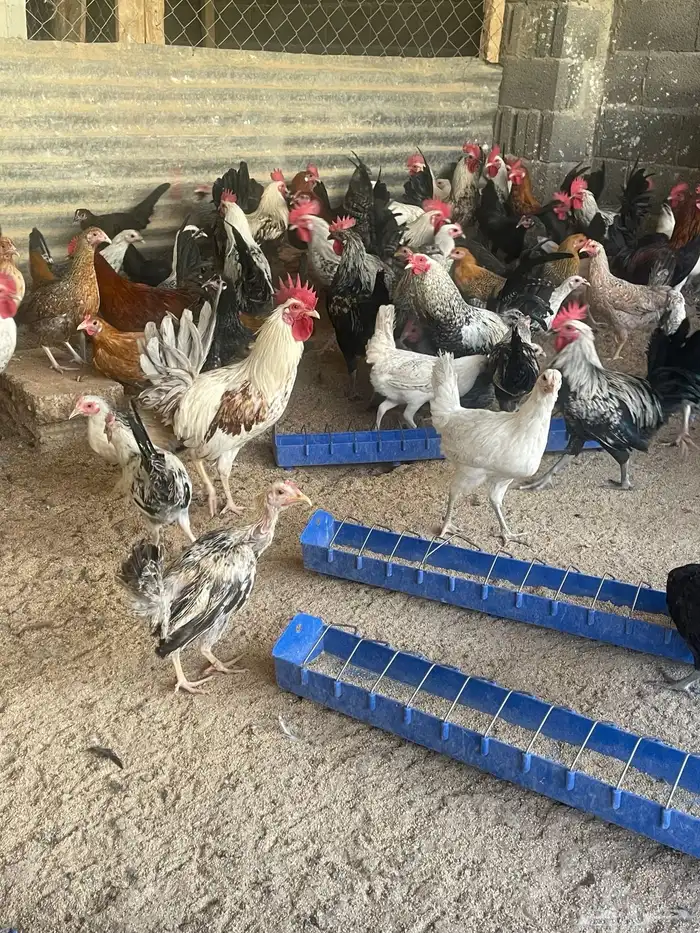 دجاج بلدي بياض يوجد توصيل 1