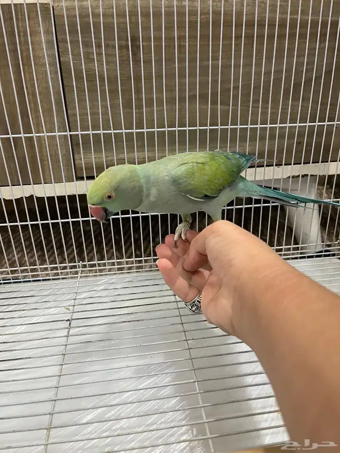 ببغاء دره وكروان 1