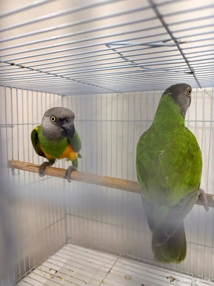 بغبغاء سينغالي 1