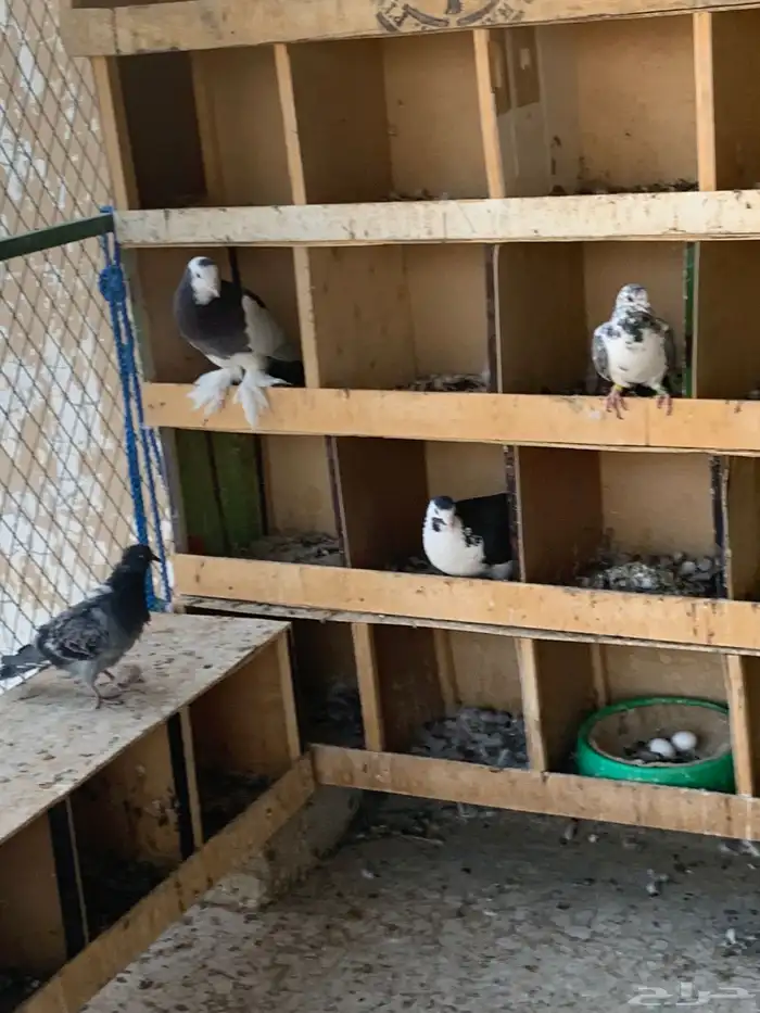 طيور للبيع 2