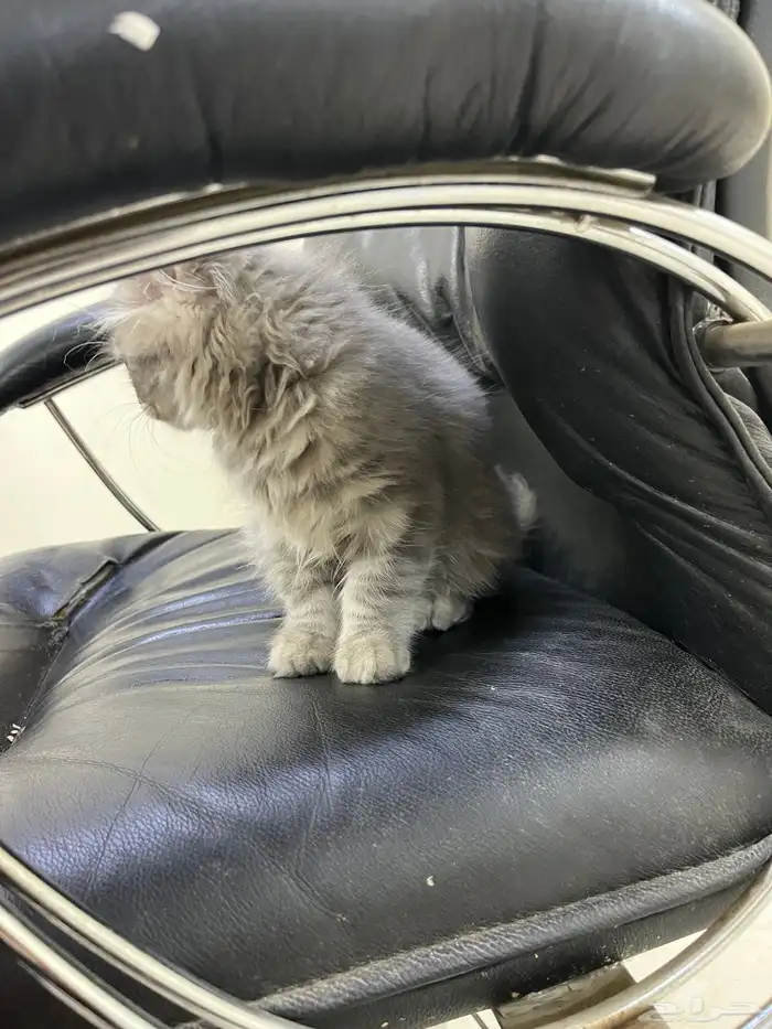 قطه شيرازيه للبيع العمر 3 شهور 3