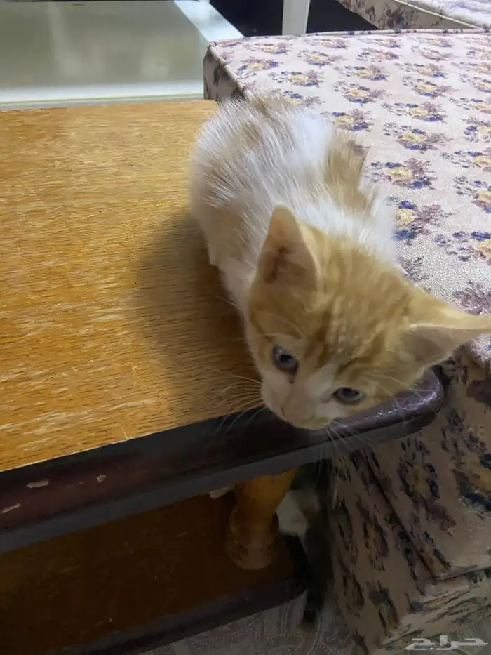 قطط امريكي عمر شهرين 8