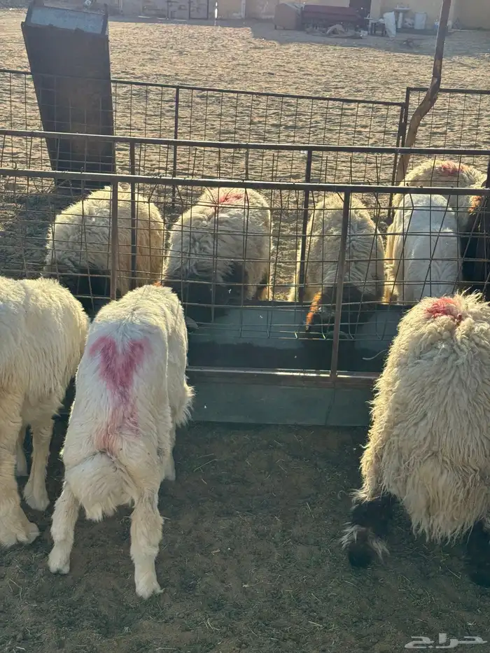 طليان نعيم وحري ذبايح للمناسبات والزواجات ذبح وتوصيل مجانا 7