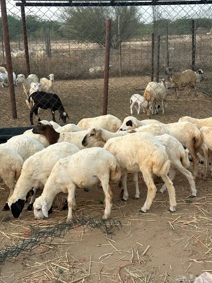 رخال مهجنات 4