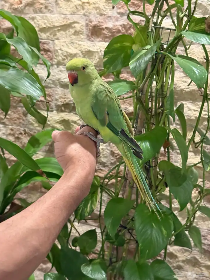 طير درة سعر مغري للبيع 3