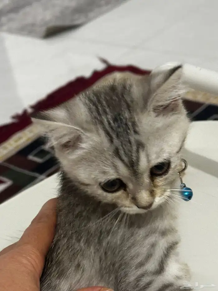 قطه عمرها اقل عن 3 اشهر خلط شيرازي و سكوتيش 0