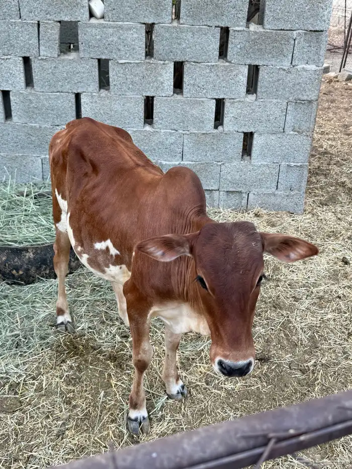 حسيل للبيع 0