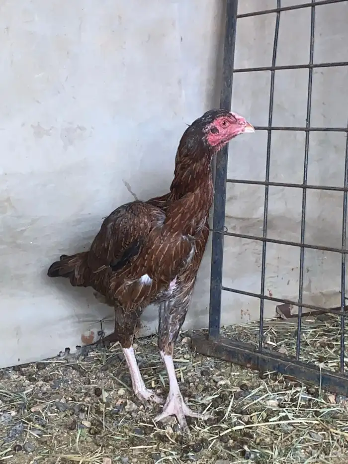 دجاج باكستاني سندي 4