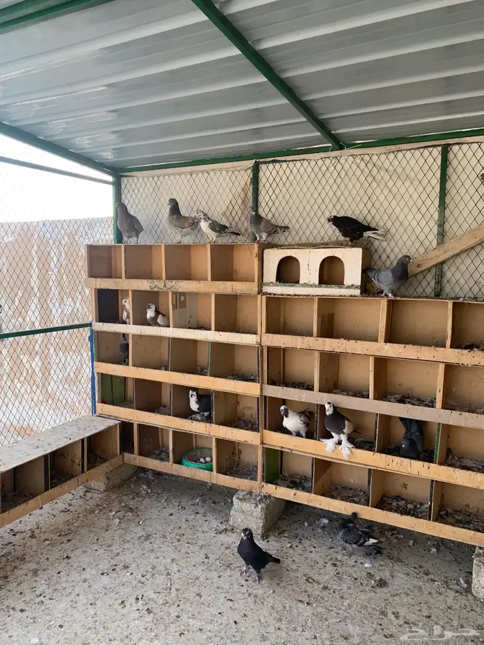 طيور للبيع 1