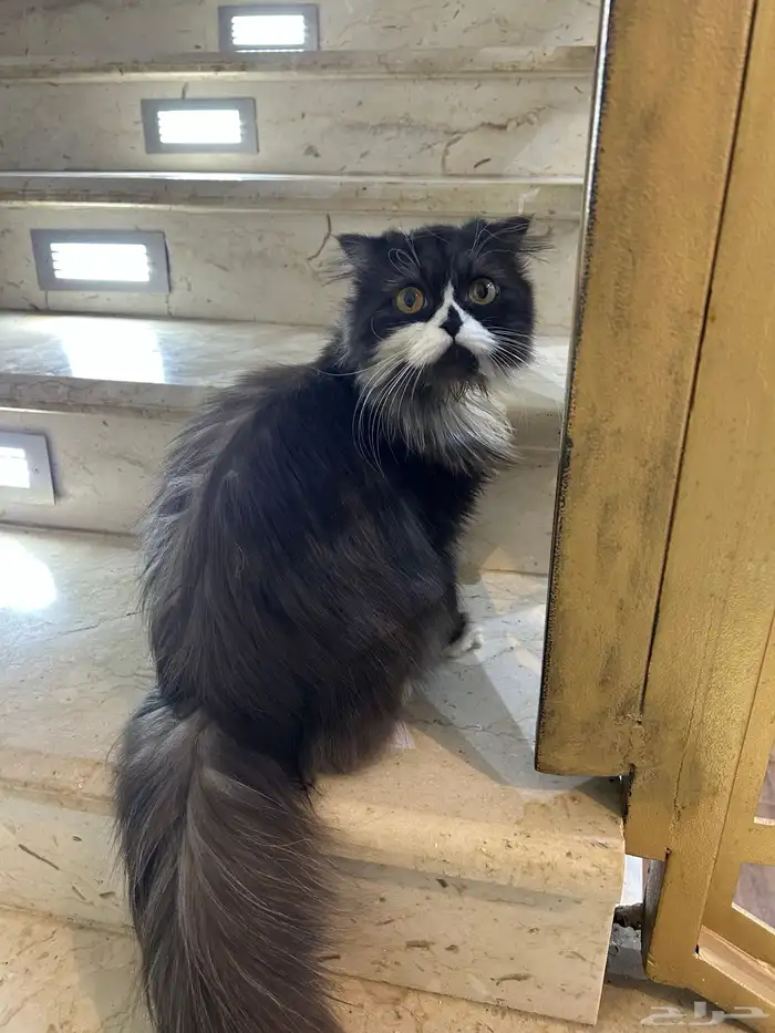 قط سكوتش فولد 0