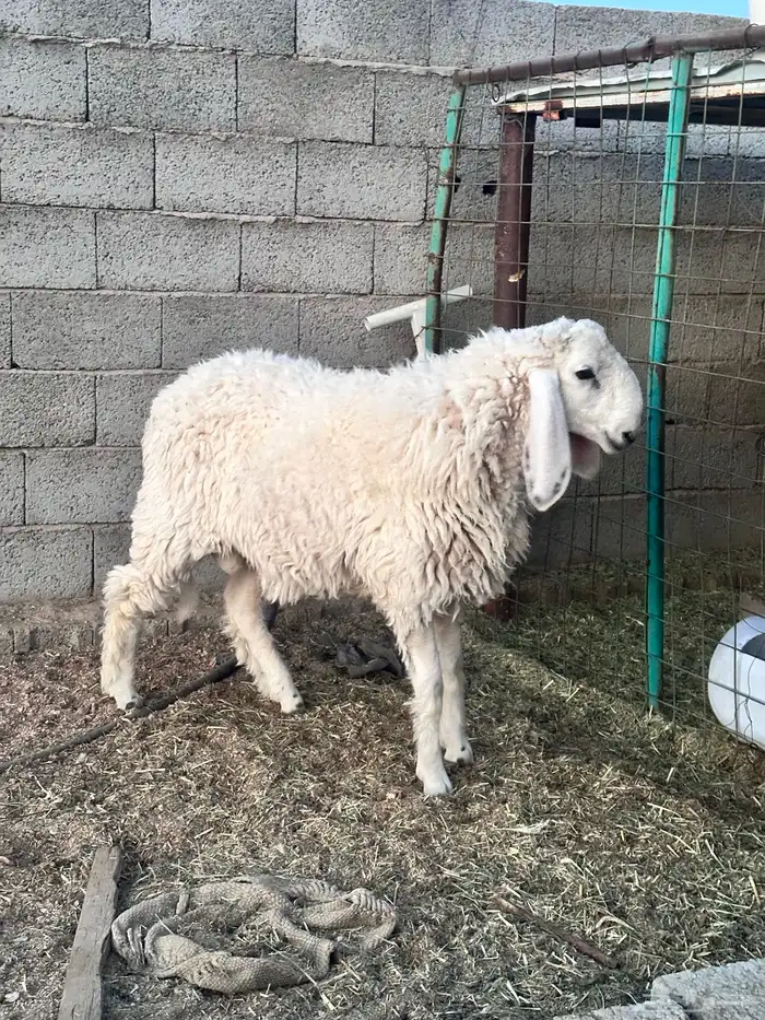 خروف طلي بكستاني بيور 0