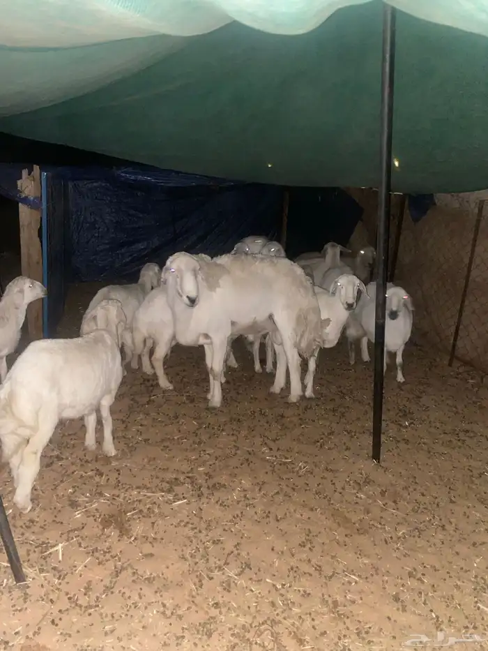 للبيع فحل حري صنف 0