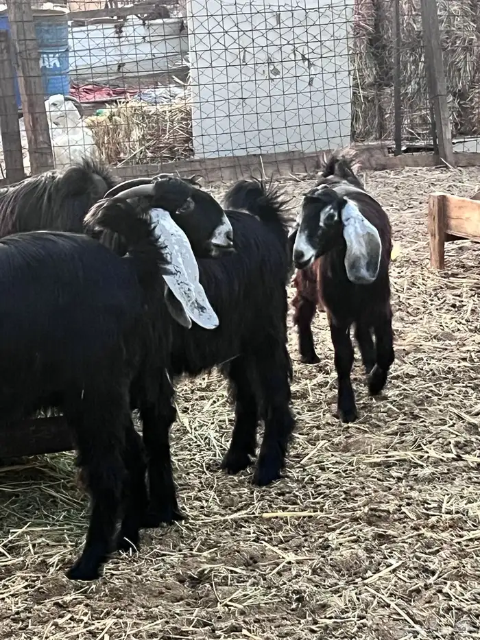 جفرات عوارض كايفه 3