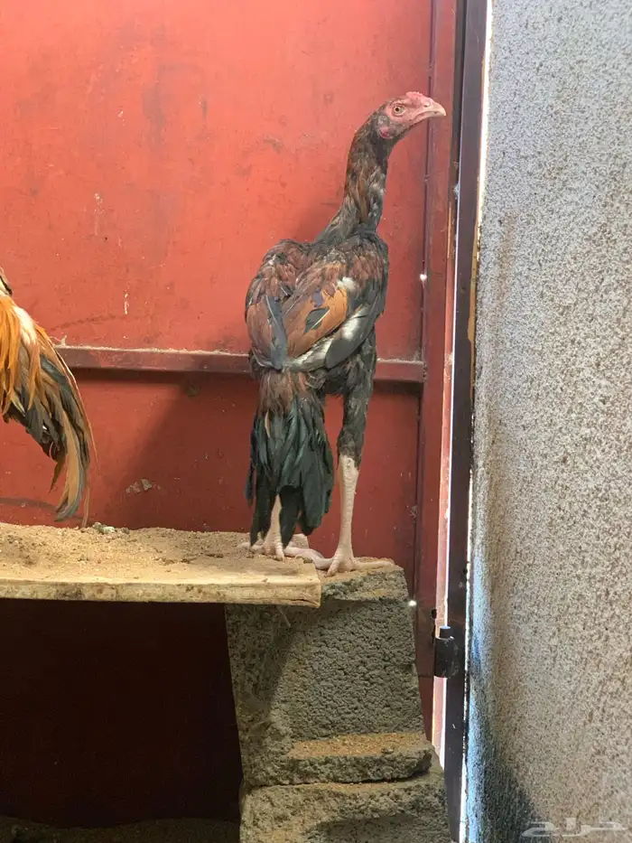 ديك باكستاني سندي 2