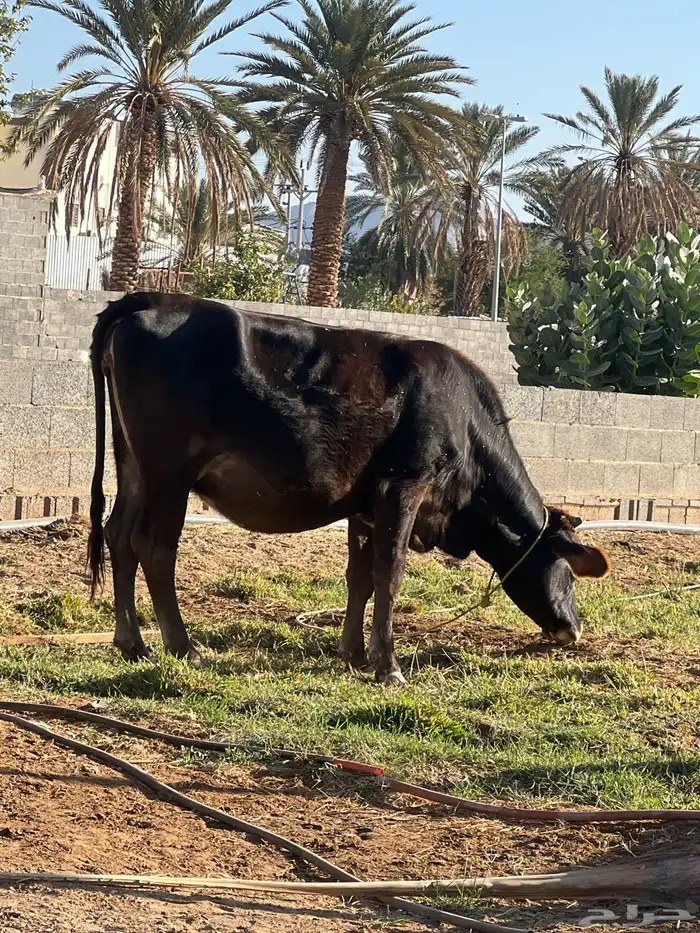 بقر للبيع 1