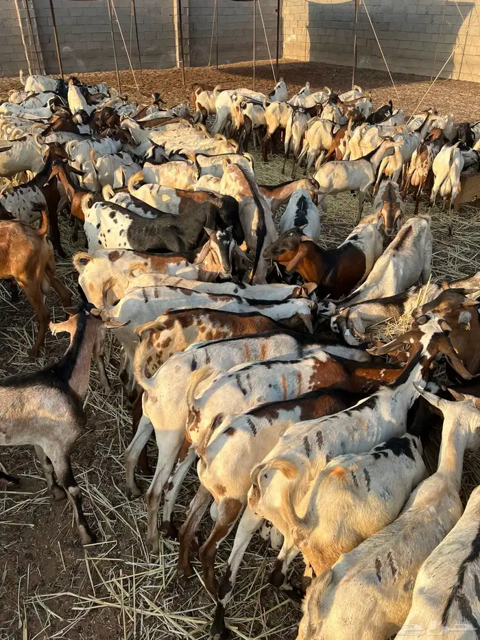 تيوس حبشيه 1