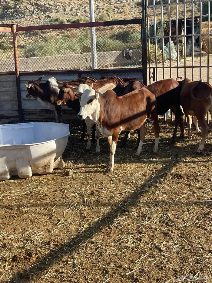 حسلان بلدي 8