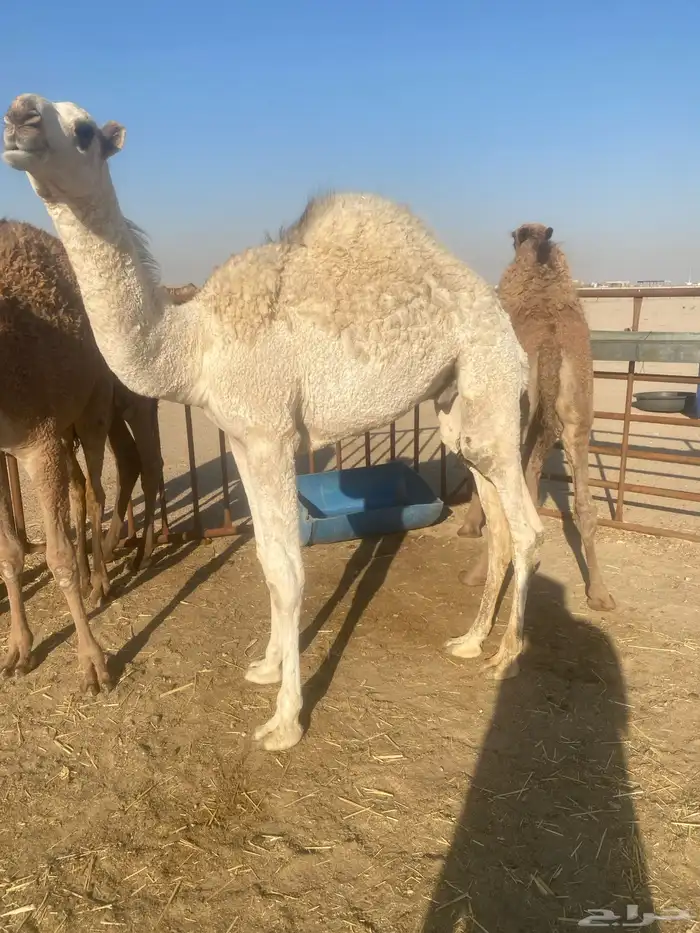 حشو قعدان 3 الخفجي 2