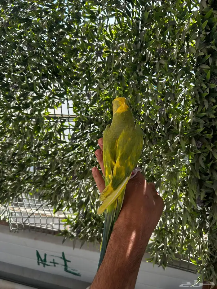 ذكر دره اليف و متكلم و طفره جميله و نادره 4